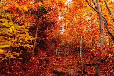 Rear view of man walking in forest