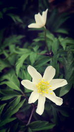 Close-up of yellow flower blooming outdoors