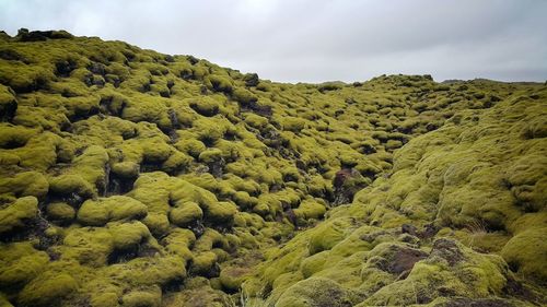 Scenic view of green landscape against sky