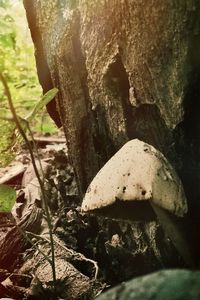 Close-up of tree trunk