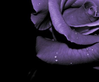 Close-up of flower over black background