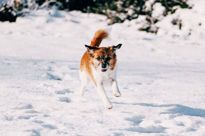 Portrait of dog on snow covered land