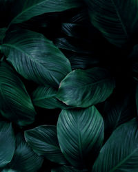 Full frame of green leaves pattern background, nature lush foliage leaf texture , tropical leaf