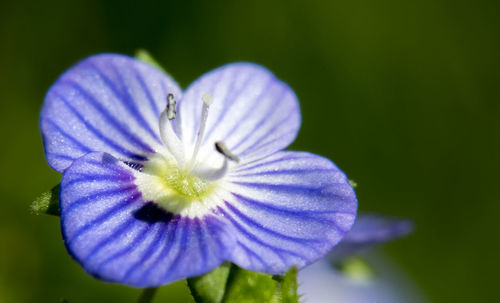 Close-up of purple flowers