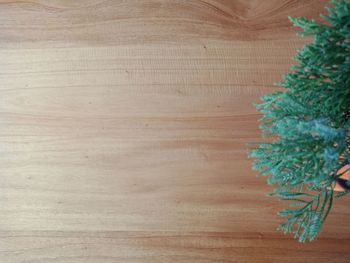 Directly above shot of potted plant on table
