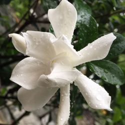 Close-up of wet flower