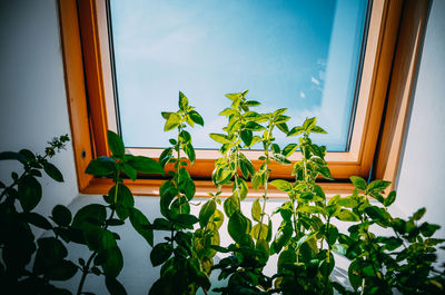 Low angle view of potted plants on window