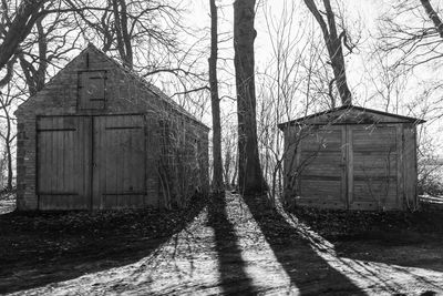 Bare trees in old building in forest