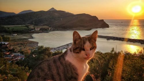 Cat looking at sea against sky during sunset