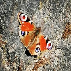 High angle view of butterfly