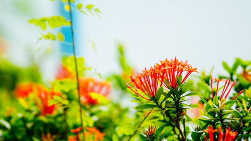 Close-up of yellow flowers blooming outdoors