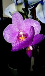 Close-up of purple flower blooming outdoors