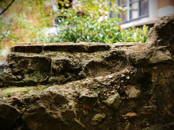 Close-up of lizard on tree trunk