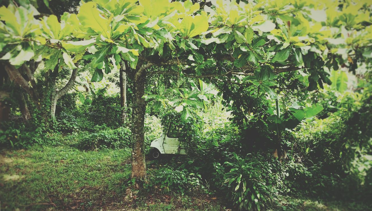 tree, growth, green color, branch, plant, tranquility, nature, leaf, lush foliage, forest, beauty in nature, tree trunk, growing, tranquil scene, sunlight, green, outdoors, day, no people, field