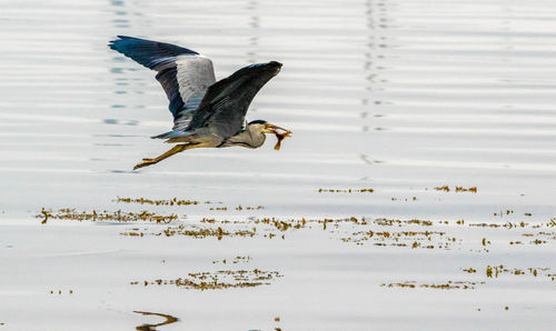 Birds flying over lake