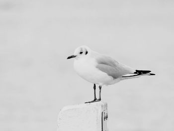 Close-up of seagull perching on wooden post