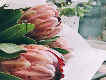 Close-up of pink flowers