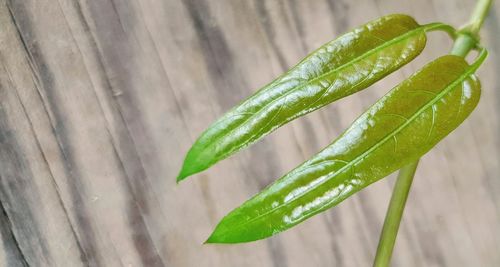 Close-up of wet plant