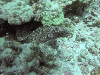 High angle view of moray eel in sea