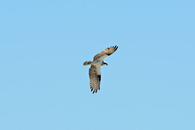 Low angle view of birds flying against clear sky