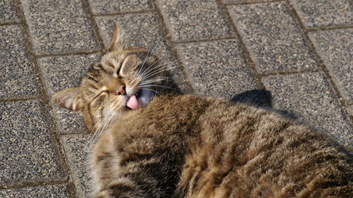 Close-up of cat lying on footpath