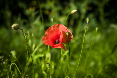 Close-up of red poppy flower on field