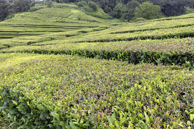 Scenic view of corn field