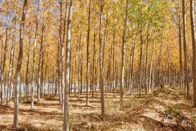 A beautiful elm forest in the middle of autumn