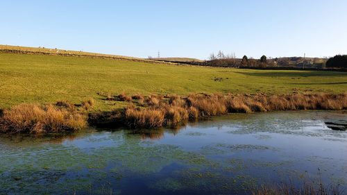 Scenic view of field against clear sky