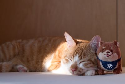 Close-up of cat relaxing