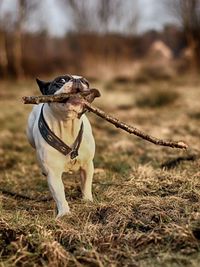 Dog with stick on field