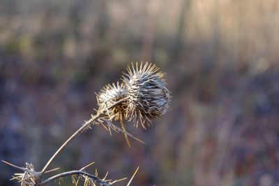 Close-up of dried plant on field