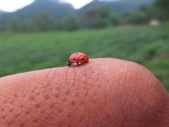 Close-up of ladybug on hand