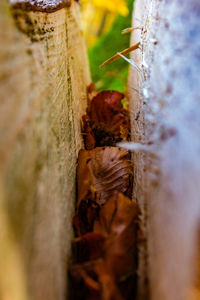 Close-up of mushroom growing on tree trunk