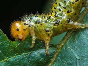 Close-up of insect on sea water