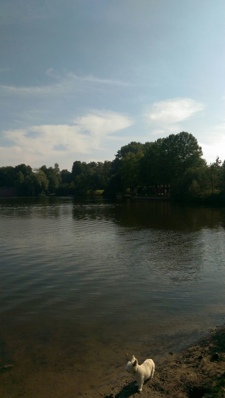 water, animal themes, lake, sky, tree, bird, one animal, animals in the wild, wildlife, swan, river, reflection, nature, tranquil scene, tranquility, cloud, cloud - sky, beauty in nature, duck, scenics