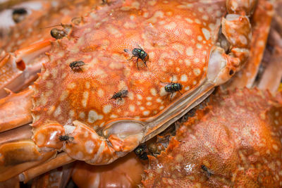 High angle view of crab for sale in market