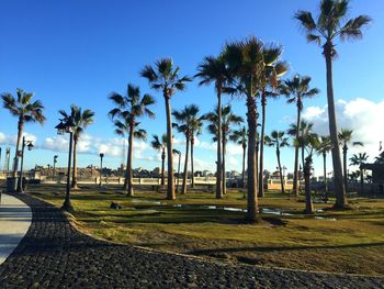 Palm trees on beach against clear blue sky