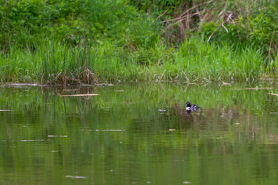 View of ducks swimming in lake