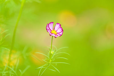 Close-up of pink flowering plant