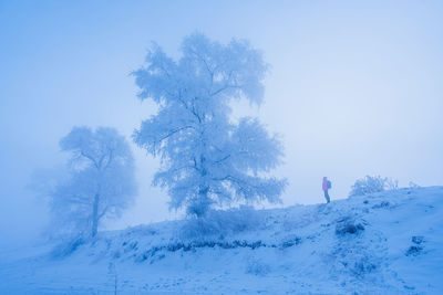 Trees on snow covered land against sky