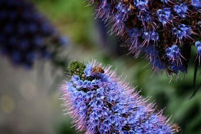 Close-up of honey bee on thistle