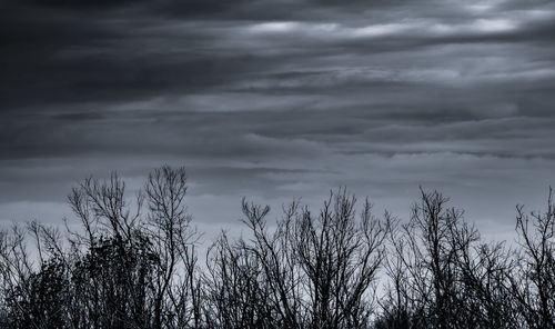 Silhouette plants against dramatic sky