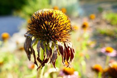 Close-up of wilted flower on field