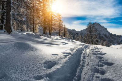 Snow covered land and trees against sky