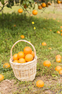Orange fruits in basket