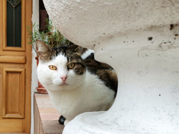 Portrait of white cat