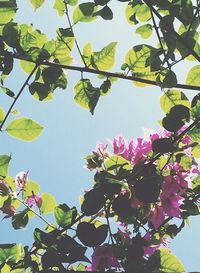 Low angle view of tree