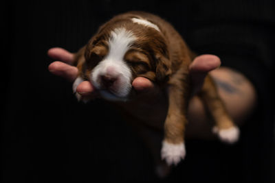 Close-up of puppy over black background