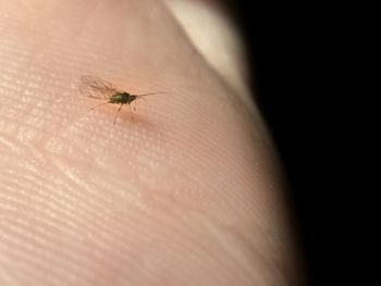 Close-up of insect on hand